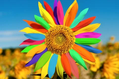 Sunflower Stock Photos