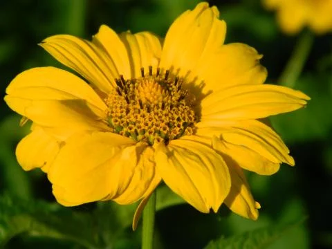Sunflower Stock Photos