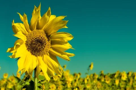 Sunflower Stock Photos