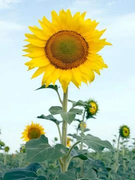 Sunflower. Stock Photos
