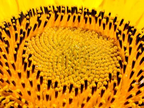 Sunflower. Stock Photos