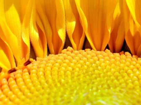 Sunflower. Stock Photos