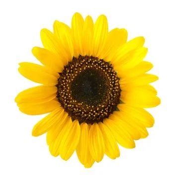 Sunflower Stock Photos