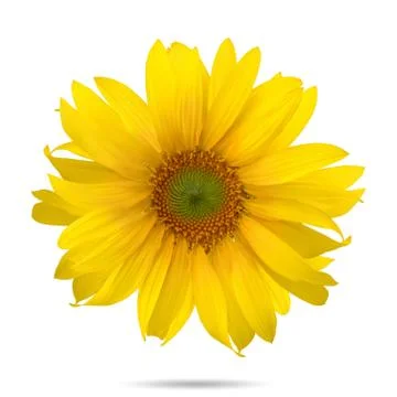 Sunflower Stock Photos