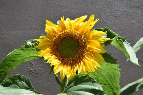 Sunflower Stock Photos