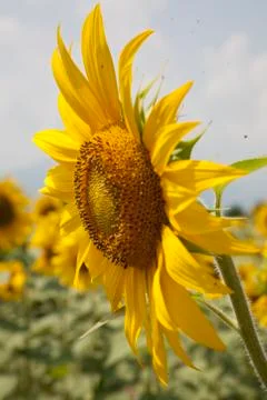 Sunflower Stock Photos