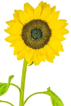 Sunflower Stock Photos