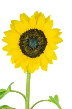 Sunflower Stock Photos