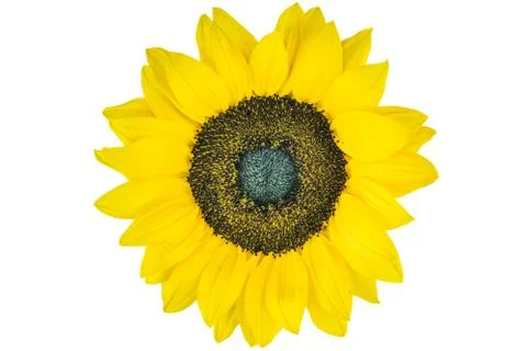 Sunflower Stock Photos