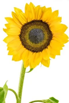 Sunflower Stock Photos