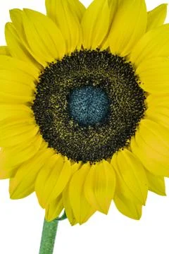 Sunflower Stock Photos