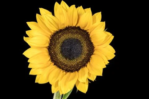 Sunflower Stock Photos