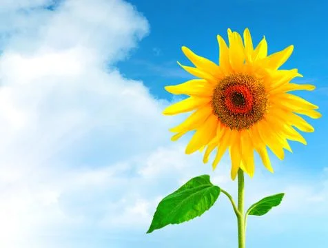 Sunflower Fotos de archivo