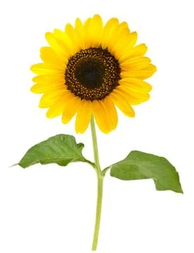 Sunflower 写真素材