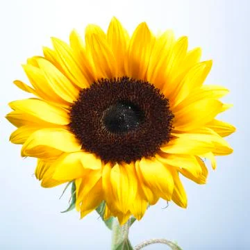 Sunflower Stock Photos