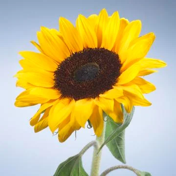 Sunflower Stock Photos