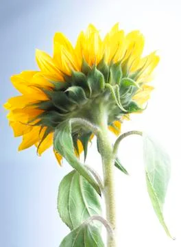 Sunflower Stock Photos