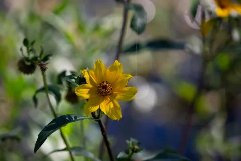 Sunflower Stock Photos