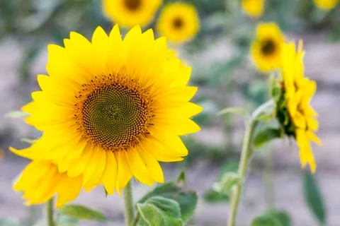 Sunflower Foto stock