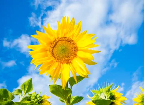 Sunflower Stock Photos