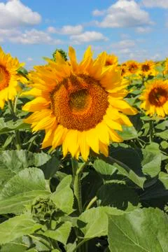 Sunflower Stock Photos