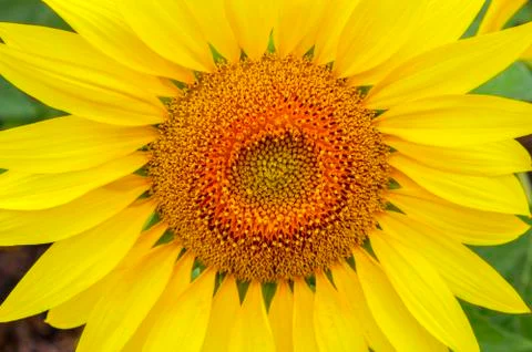 Sunflower Stock Photos