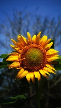 Sunflower Stock Photos
