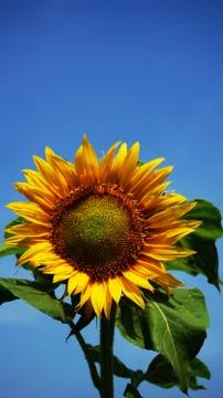 Sunflower Stock Photos
