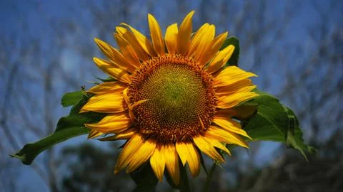 Sunflower 写真素材