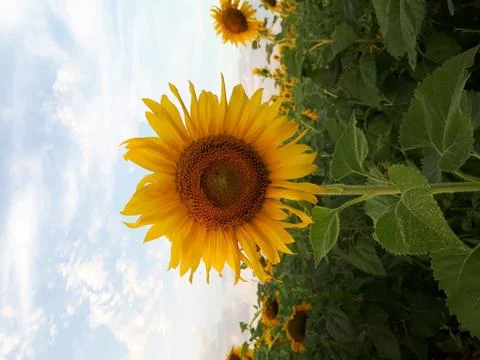 Sunflower Fotos de archivo