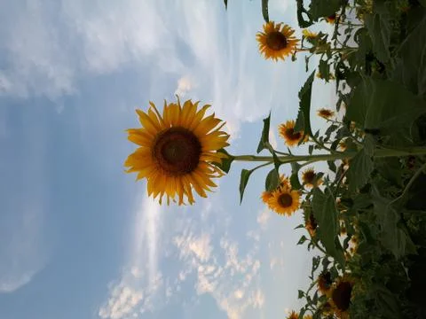 Sunflower Fotos de archivo