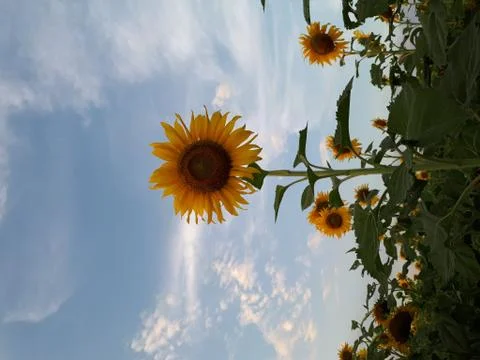 Sunflower Fotos de archivo