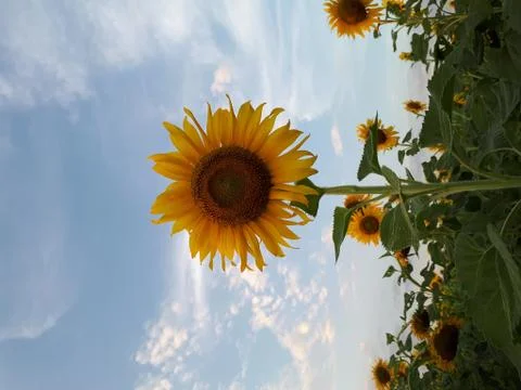 Sunflower Fotos de archivo
