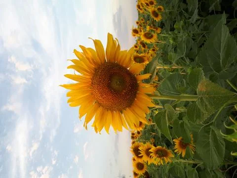 Sunflower Fotos de archivo