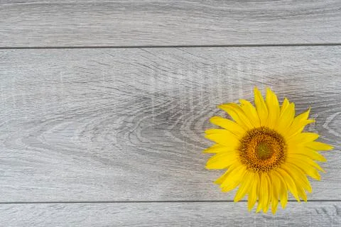 The sunflower Stock Photos