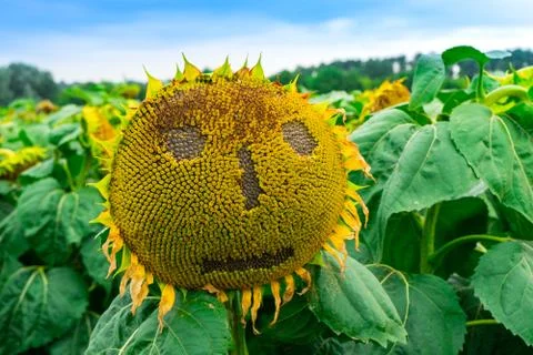 Sunflower Stock Photos