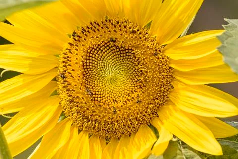 Sunflower Foto stock