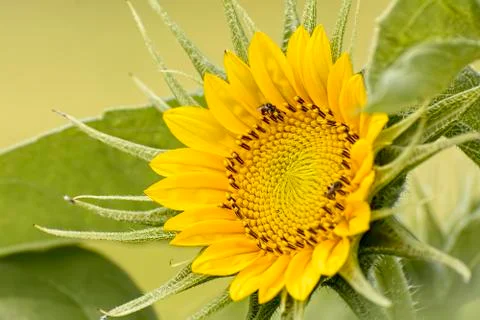 Sunflower Foto stock