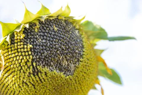 Sunflower Stock Photos