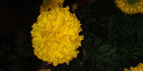 Sunflower Foto stock