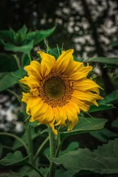 Sunflower Stock Photos