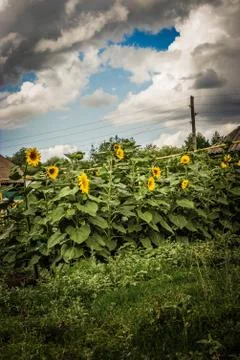 Sunflower Stock Photos