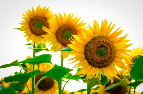 Sunflower. Foto stock