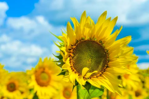 Sunflower Foto stock