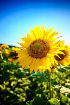 Sunflower Stock Photos