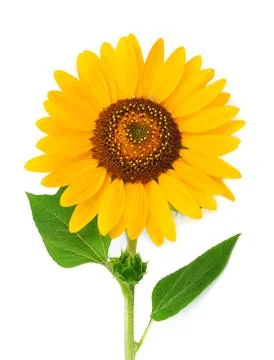 Sunflower. Stock Photos