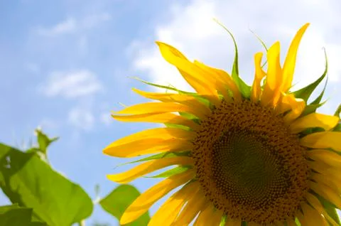 Sunflower Stock Photos