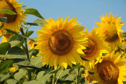 Sunflower Stock Photos