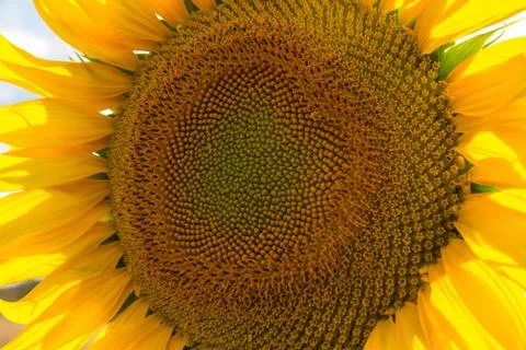 Sunflower 스톡 사진
