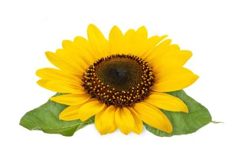 Sunflower Stock Photos